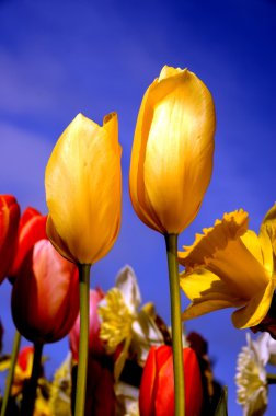 Bright tulips in the afternoon sun clipart