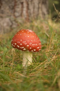 Amanita muscaria sihirli mantar