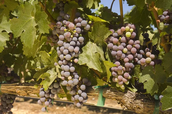 Fresh ripening grapes — Stock Photo, Image