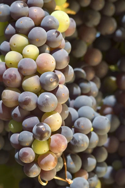 Weinrebe im Napa-Tal, Kalifornien — Stockfoto