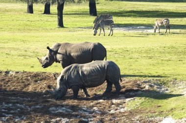 Rhinocerous and zebra's clipart