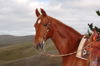 Saddlebred horse clipart