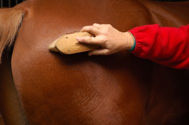 Horse grooming clipart