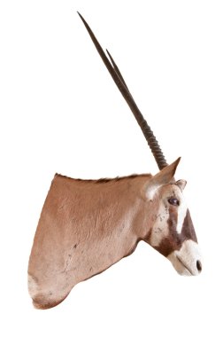 Gemsbok veya Oryx (Oryx Gazella) dolgu hayvan bağlama