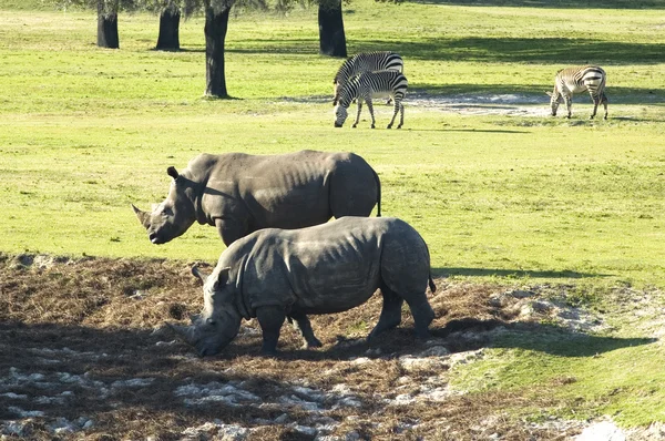 stock image Rhinocerous and zebra's