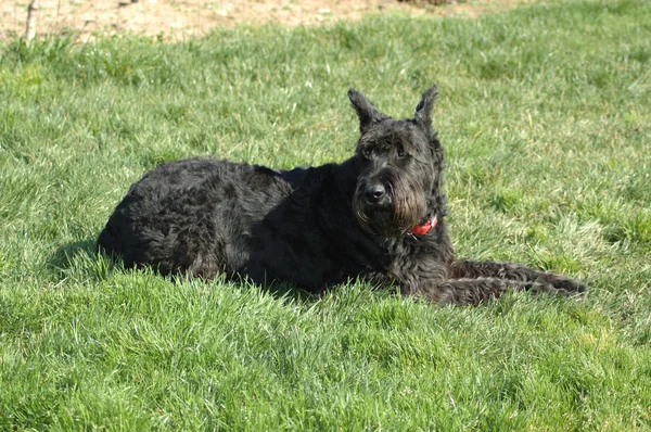 Rufus a giant schnauzer resting on the grass — Stock Photo, Image