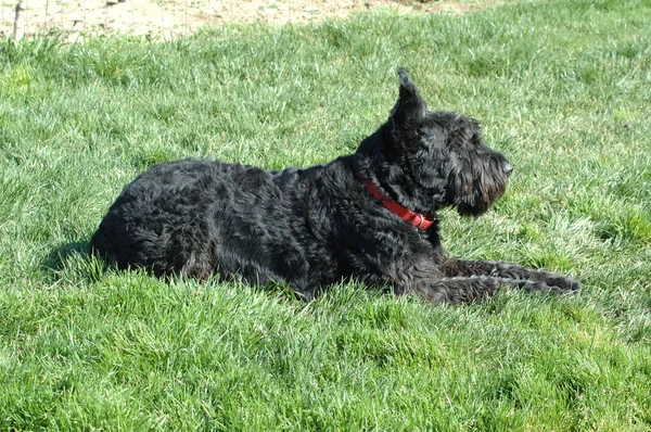 Rufus a giant schnauzer resting on the grass — Stock Photo, Image