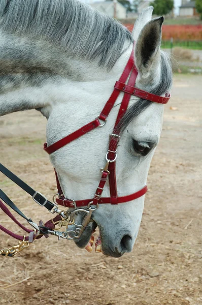 Cabeça de cavalo árabe cinza com freio inglês — Fotografia de Stock