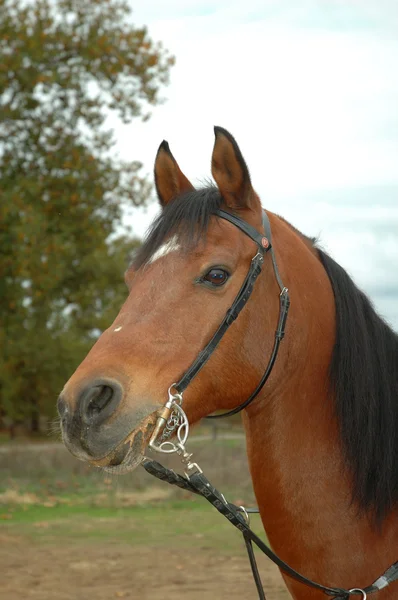 Cabeça de cavalo árabe marrom — Fotografia de Stock