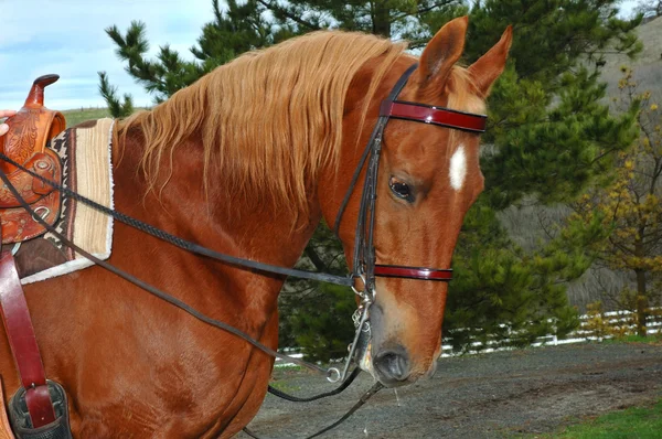 Печально рыжая лошадь — стоковое фото