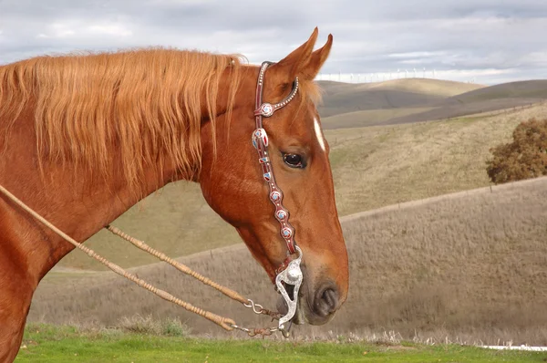 Saddlebred at — Stok fotoğraf