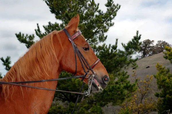 Saddlebred konia — Zdjęcie stockowe