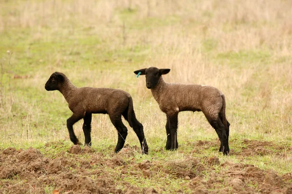 Pair of Lambs — Stock Photo, Image
