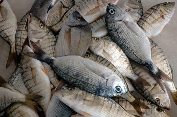 Vissen in een oude Vismet in kusadasi Turkije — Stockfoto
