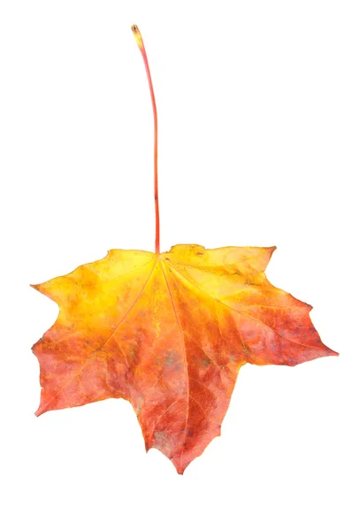 stock image Autumn leaf