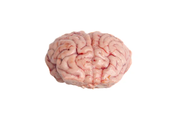 Мозок чорнохвостого оленя ізольовано на білому — стокове фото