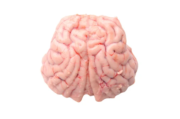 Mozek vysoká izolované na bílém — Stock fotografie