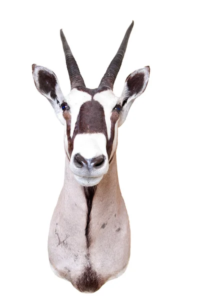 Gemsbok of Oryx (Oryx Gazella) taxidermie mount — Stockfoto