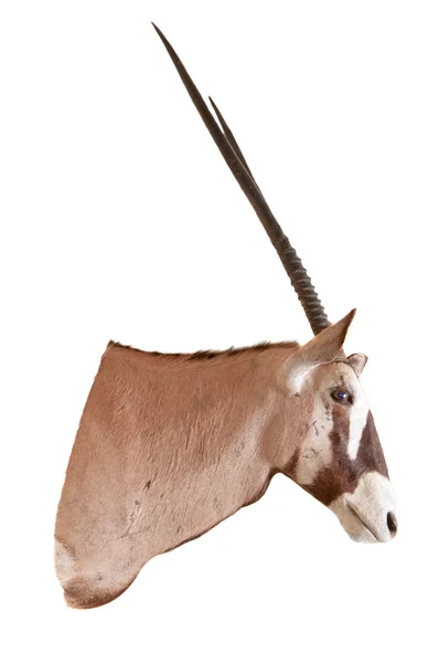 Gemsbok of Oryx (Oryx Gazella) taxidermie mount — Stockfoto