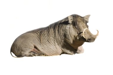 Wart Hog clipart