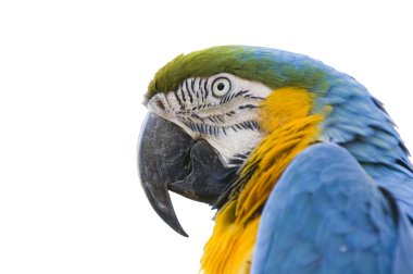renkli papağan