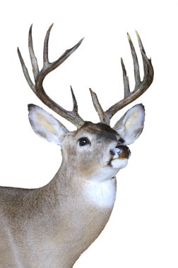 siyah üzerine izole whitetail buck