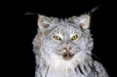 Canadian Lynx clipart