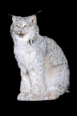 Lynx Canadensis clipart