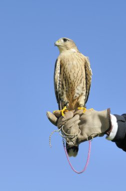 Peregrine falcon mavi gökyüzü üzerinde