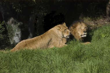 Lions at rest clipart