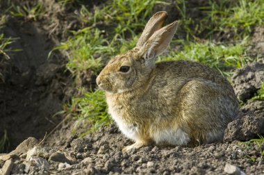 bunny tavşan oturan ve bekleme