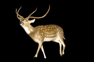 Chital Stag or Buck clipart