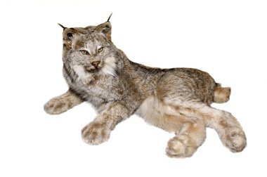 Canadian Lynx clipart