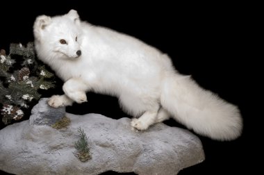 Arctic Fox in winter pelage clipart