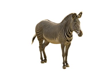 Endangered Grevy's Zebra clipart