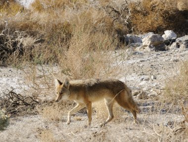 Coyotes in Death Valley clipart