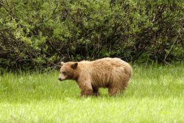 American Black bear in Yosemite national park clipart