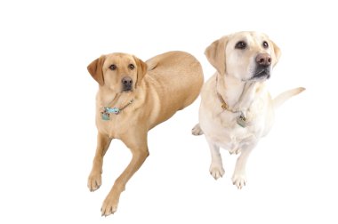 Pair of White Labradors clipart