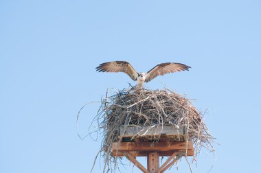 Osprey yuva üzerinde