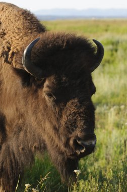 Bir buffalo closeup