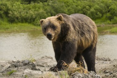 Grizzly bear by stream clipart