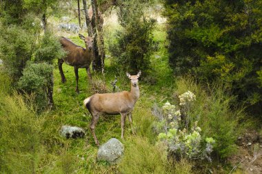 Wild red deer in New Zealand clipart