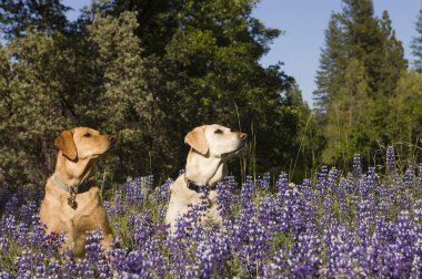 Two Labradors sitting in the wildlflowers clipart