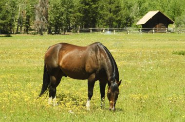 Horse in pasture clipart