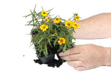 Small seedling flower ready for planting clipart