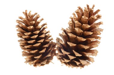 Pine cones clipart