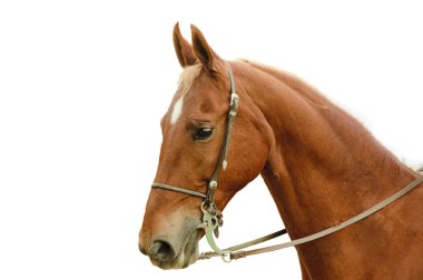 Saddlebred at