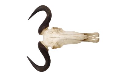Wildebeest skull and horns isolated clipart