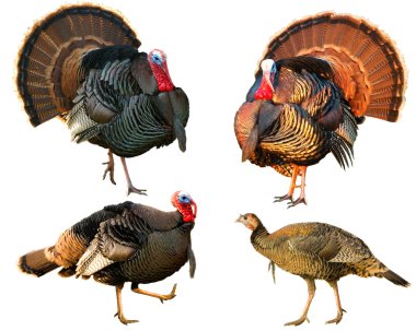 Several Turkey toms strutting clipart