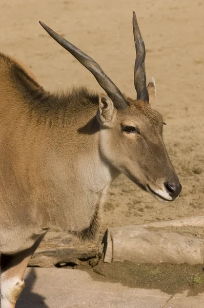 Taurotragus oryx — стокове фото